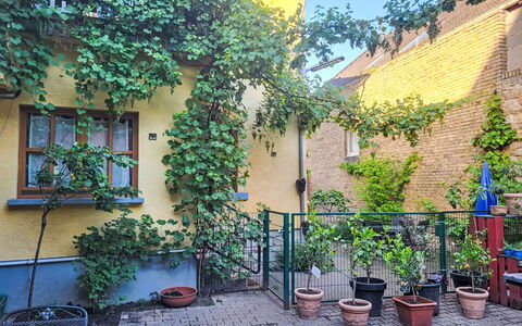 Tinkerhof Stahlhut: Green, Shrub, Flowerpot, Spring, Houseplant, Garden, Yard, Courtyard, Backyard