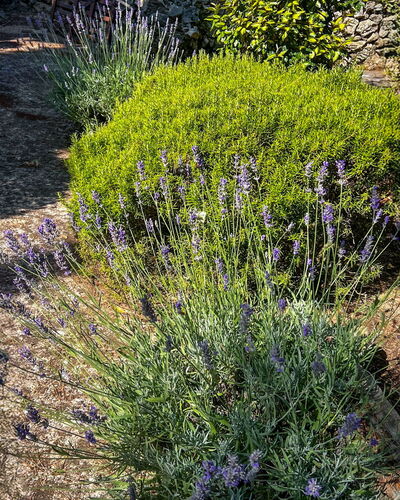 Verde: Flower, Groundcover, Flowering Plant, Purple, Garden, Herbaceous Plant, Lavender, Wildflower, English Lavender