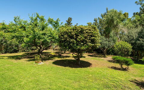 Malù House: Leaf, Natural Environment, Branch, Vegetation, Shrub, Plant Community, Garden, Plain, Plantation, Woody Plant