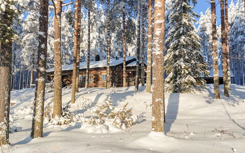 Janttara: Snow, Branch, Tree, Winter, Wood, Forest, Freezing, Twig, Trunk