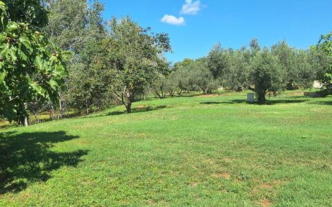 Argentona 642: Tree, Grass, Natural Environment, Grassland, Plain, Plant Community, Land Lot, Pasture, Groundcover