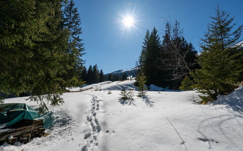 La Riva Mountain Apartment: Snow, Tree, Branch, Winter, Wilderness, Freezing, Terrain, Forest, Sun, Larch