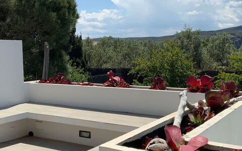 Villa Luisa: Garden, Concrete, Shade, Landscaping, Design, Backyard, Houseplant, Courtyard, Flowerpot
