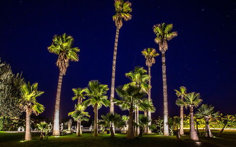 Villa Jamalu: Tree, Vegetation, Trunk, Woody Plant, Night, Tropics