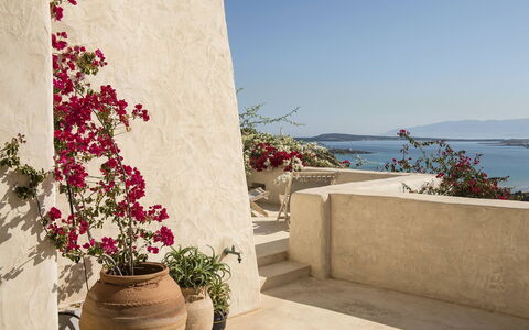 Villa Mycenaean: Flower, Flowerpot, Pink, Petal, Houseplant, Cut Flowers, Floristry, Garden, Floral Design