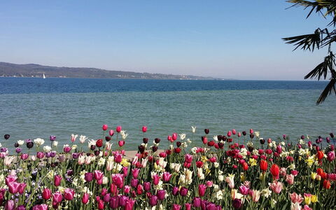 Villa Alina: Flower, Petal, Coastal And Oceanic Landforms, Pink, Sea, Spring, Flowering Plant, Coast, Garden, Ocean