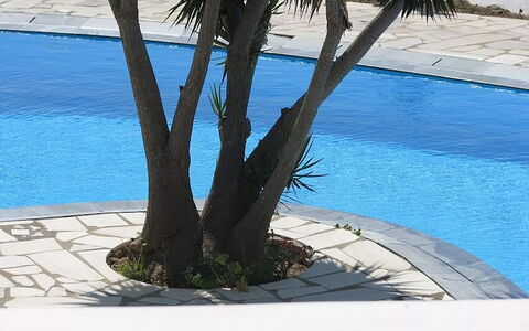 Villa Rose 1: Leaf, Swimming Pool, Shade, Woody Plant, Garden, Landscaping, Yard, Backyard, Tropics