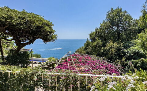 Villa Sole di Amalfi: Shrub, Garden, Botanical Garden, Landscaping, Tropics, Blossom