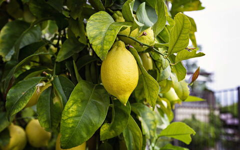 Apartment Vittoria: Fruit, Green, Produce, Yellow, Food, Ingredient