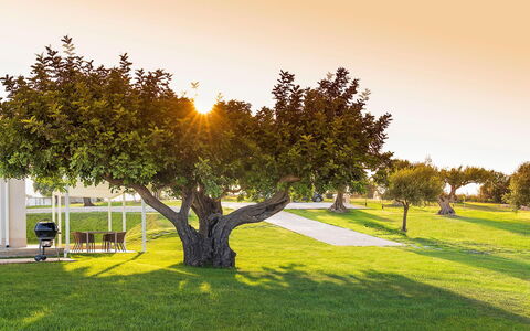 Green Hill: Grass, Leaf, Tree, Nature, Branch, Landscape, Plain, Grassland, Trunk, Lawn
