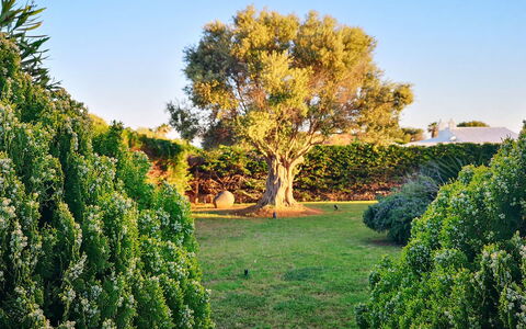 Villa Neper: Leaf, Green, Nature, Vegetation, Shrub, Garden, Plant Community, Woody Plant, Trunk, Sunlight