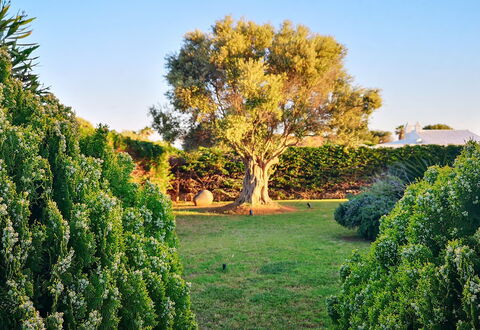 Villa Neper: Leaf, Green, Nature, Vegetation, Shrub, Garden, Plant Community, Woody Plant, Trunk, Sunlight