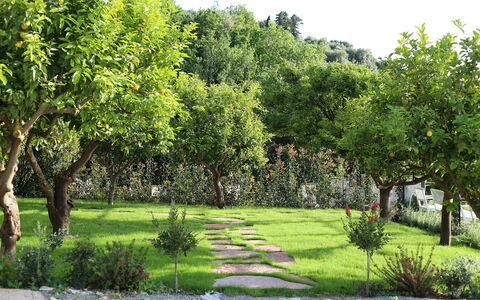 Mermaid Villa: Leaf, Shrub, Garden, Spring, Woody Plant, Lawn, Shade, Yard, Backyard