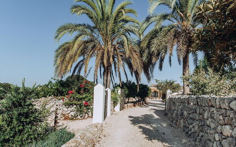 Villa Horses: Sky, Vegetation, Shrub, Woody Plant, Landscaping, Tropics