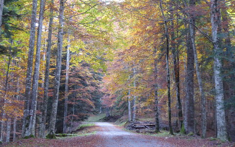 La Casetta dei Palù, Valdobbiadene: Leaf, Branch, Tree, Nature, Natural Environment, Wood, Road, Forest, Natural Landscape, Vegetation