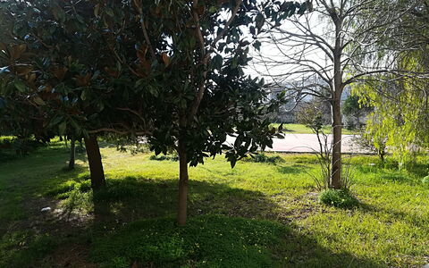 Noemi'S House in Otranto: Leaf, Shrub, Trunk, Woody Plant, Garden, Shade, Landscaping, Lawn, Yard, Park