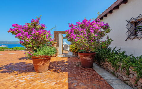 Residenza Rudalza: Flower, Shrub, Pink, Flowerpot, Garden, Spring, Houseplant, Landscaping
