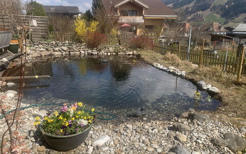 Gartenstudio Belle Vue: Water, Rock, Pond, Garden, Backyard, Landscaping, Reflection, Water Feature, Fish Pond, Yard
