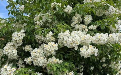 Gartenstudio Belle Vue: Flower, Shrub, Petal, Spring, Flowering Plant, Woody Plant, Garden, Blossom, Rose Family