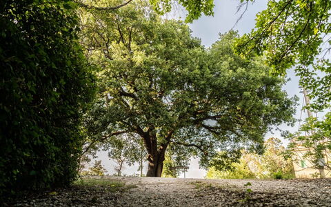Villa Checco: Leaf, Branch, Tree, Nature, Green, Natural Environment, Vegetation, Twig, Trunk, Shade
