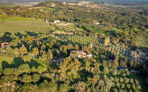 Rosignano Marittimo 13: Tree, Vegetation, Shrub, Architecture, House, Landscape, Home, Rural Area, Plant Community, Estate