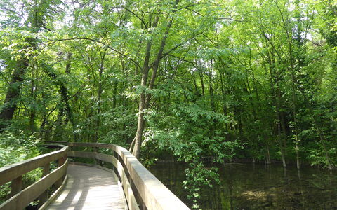 Villa Camerini, Nature, Bikes and Beaches: Bridge, Green, Natural Environment, Tree, Nature, Leaf, Wood, Vegetation, Forest, Natural Landscape