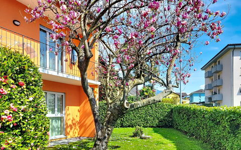 Sailor'S Home: Petal, Spring, Garden, Lawn, Yard