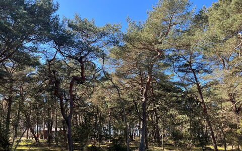 Ermelina - 150M from the Sea: Tree, Branch, Leaf, Wood, Vegetation, Forest, Plant Community, Trunk, Woodland, Nature Reserve