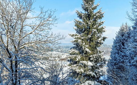 Apartamento Giovanna: Blue, Snow, Branch, Winter, Tree, Frost, Twig, Freezing, Larch