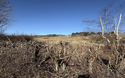 Euphemia - 200M from the Sea: Sky, Natural Environment, Branch, Ecoregion, Wilderness, Plant Community, Twig, Plain, Shrubland