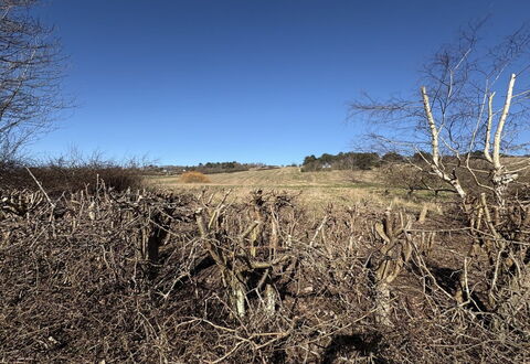 Euphemia - 200M from the Sea: Sky, Natural Environment, Branch, Ecoregion, Wilderness, Plant Community, Twig, Plain, Shrubland