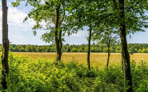 Friderica - 30Km from the Sea: Green, Leaf, Natural Environment, Tree, Natural Landscape, Vegetation, Grassland, Yellow, Summer, Plain