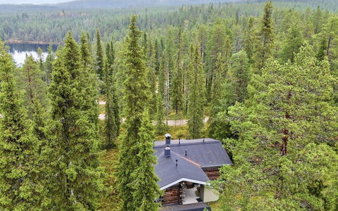 Rukan Kivikelo: Tree, Natural Environment, Leaf, Forest, Plant Community, Larch, Woodland, Nature Reserve