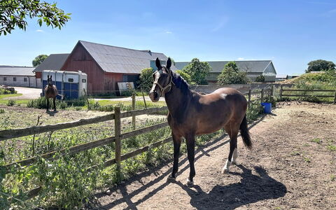 Melösa: Horse, Landscape, Fence, Rural Area, Pasture, Sorrel, Ranch, Livestock