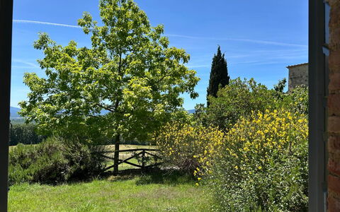 Casa Stella Serena, Podere le Scopaie, Pool: Green, Leaf, Vegetation, Shrub, Plant Community, Woody Plant, Garden, Shade, Landscaping, Plantation