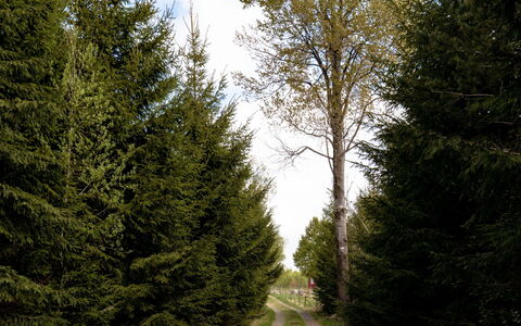 Grönadal: Tree, Leaf, Forest, Trail, Trunk, Woody Plant, Larch, Woodland