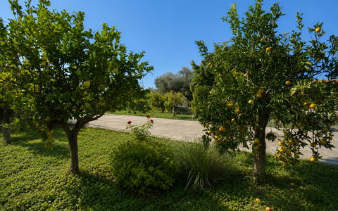 Villa Mameli: Fruit, Garden, Woody Plant, Plantation, Orange