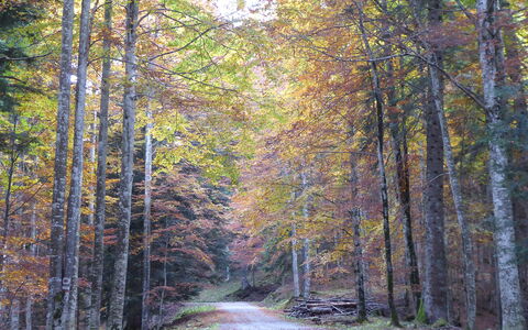 House Angy: Leaf, Tree, Branch, Nature, Natural Environment, Wood, Forest, Road, Natural Landscape, Vegetation