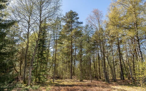 Jooseppi - 4.8Km from the Sea: Leaf, Tree, Natural Environment, Branch, Wood, Vegetation, Forest, Natural Landscape, Wilderness