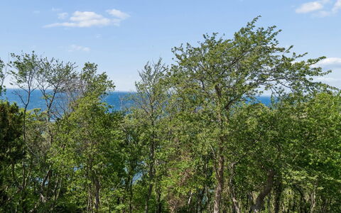 Arnt - 100M from the Sea: Leaf, Tree, Natural Environment, Nature, Branch, Vegetation, Ecoregion, Shrub, Plant Community, Nature Reserve