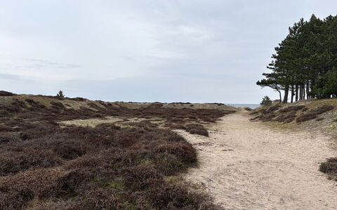 Elisej - 350M from the Sea: Natural Environment, Ecoregion, Wilderness, Plant Community, Terrain, Trail, Soil, Sand, Geology, Shrubland