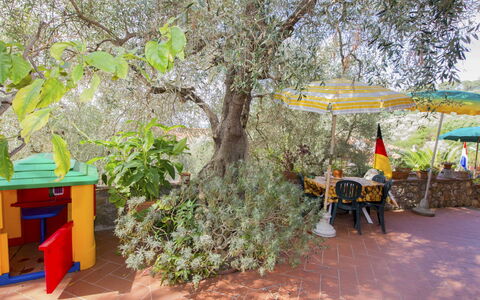 Massarosa 890: Tree, Plant, Adaptation, Leisure