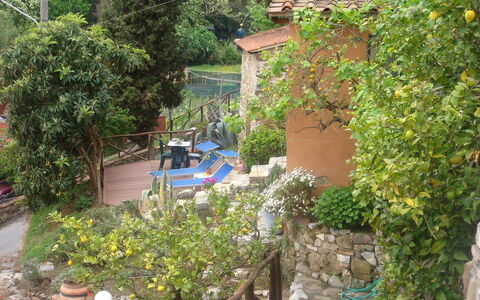 Massarosa 890: Property, Garden, Backyard, Yard, Botany, Real Estate, Tree, House, Plant, Landscaping