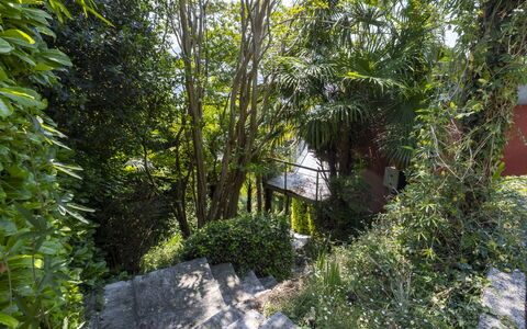 Max: Green, Leaf, Vegetation, Shrub, Plant Community, Spring, Woody Plant, Garden, Jungle, Valdivian Temperate Rain Forest