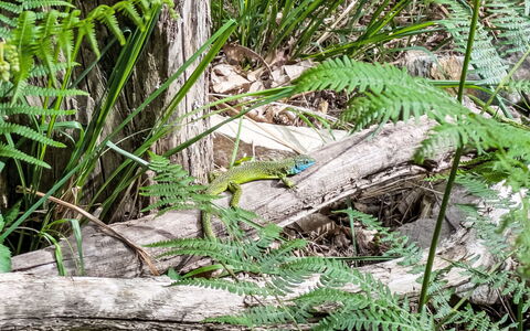 The Greenhouse: Green, Wildlife