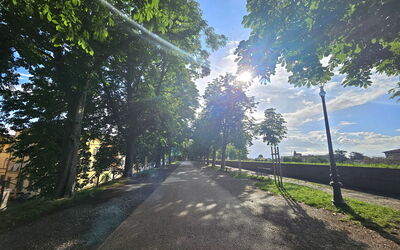Alle Gardenie