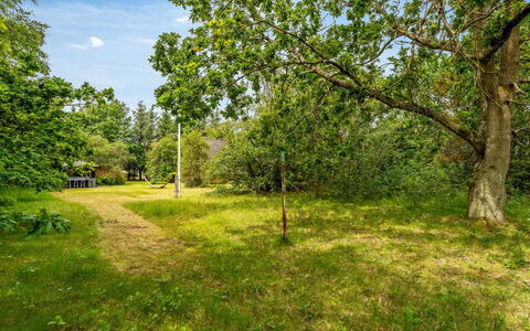 Kaija - from the Sea: Grass, Tree, Leaf, Natural Environment, Nature, Branch, Vegetation, Natural Landscape, Grassland, Plain