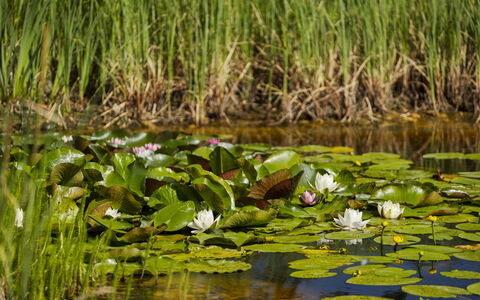 Villa Canela: Green, Water, Marsh, Pond, Reflection, Lake
