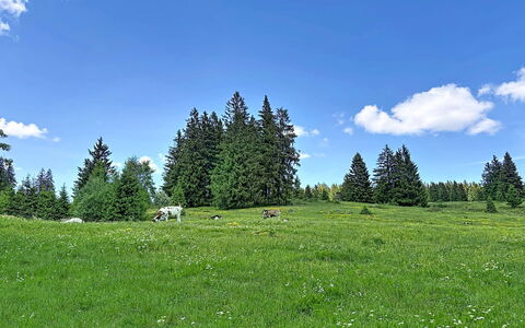 Sonne: Sky, Tree, Grass, Natural Environment, Green, Grassland, Natural Landscape, Pasture, Cloud