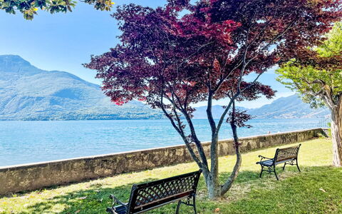 Cà Pendula: Nature, Leaf, Branch, Landscape, Trunk, Spring, Morning, Coast, Park